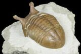 Stalk-Eye, Asaphus Intermedius Trilobite - Russia #178213-5